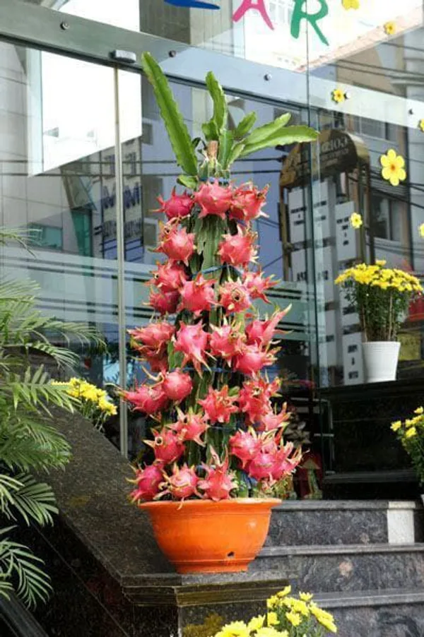 Dragon__Fruit_Plant_Combo_Pack_Of_4_I