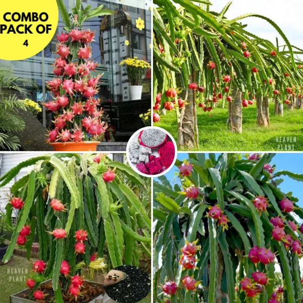 Dragon__Fruit_Plant_Combo_Pack_Of_4_I