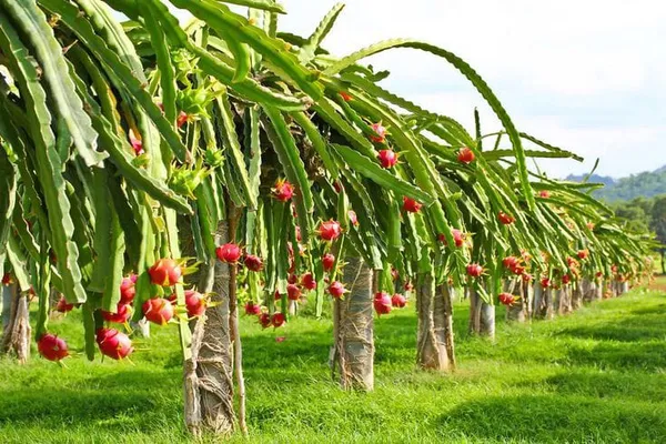 Dragon__Fruit_Plant_Combo_Pack_Of_4