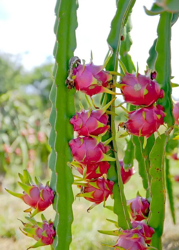 Dragon__Fruit_Plant_Combo_Pack_Of_4