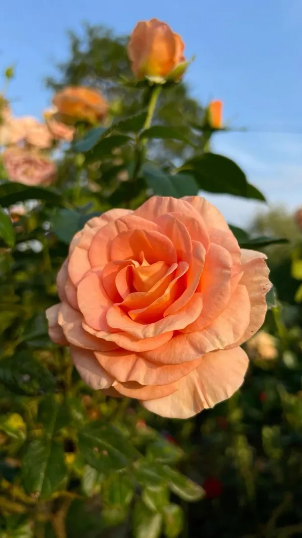 Orange_Rose_Plant_(1.5-3_Feet_Height_Pack_Of_1)