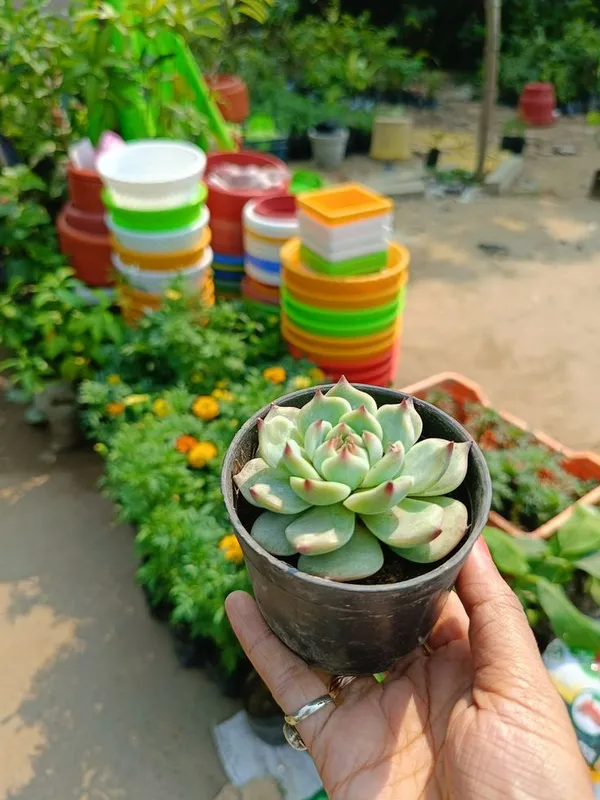 Exotic_Laxmi_Kamal_Plant