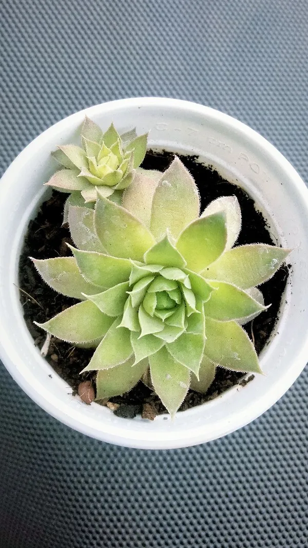 Exotic_Laxmi_Kamal_Plant