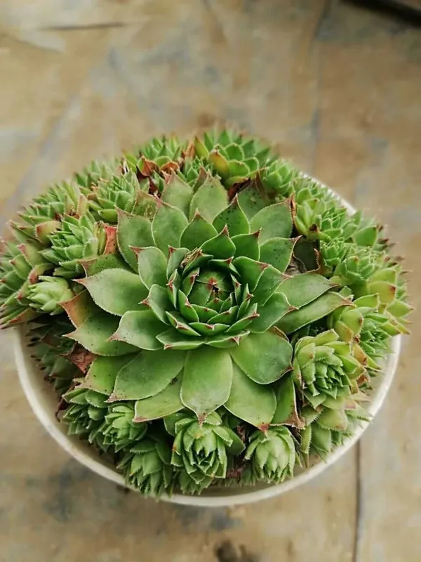 Exotic_Laxmi_Kamal_Plant