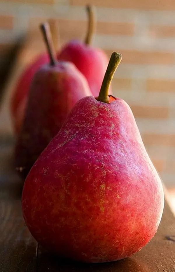 Red_Pear(_Naspati)_Fruit_Plant_(1.5-2_Feet_Height_Pack_Of_1)