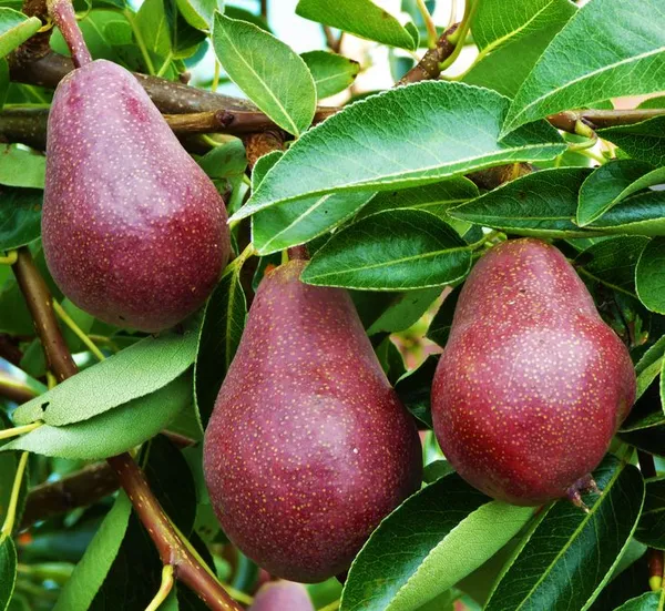 Red_Pear(_Naspati)_Fruit_Plant_(1.5-2_Feet_Height_Pack_Of_1)