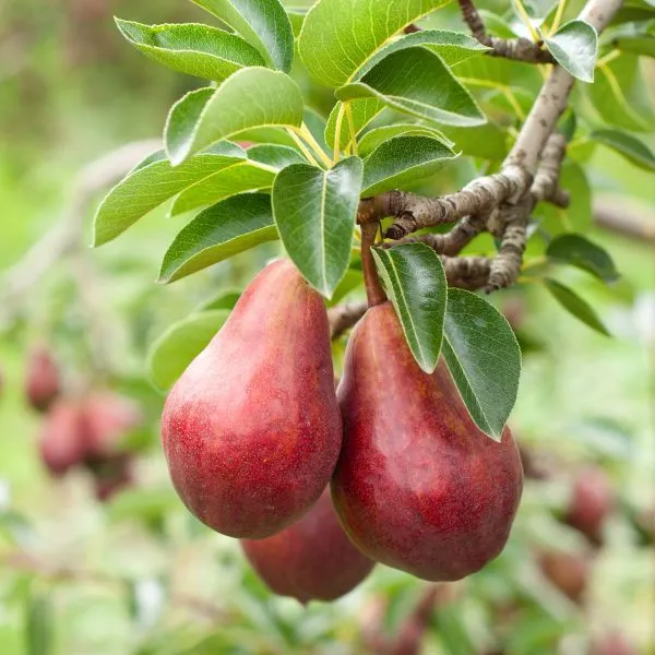 Red_Pear(_Naspati)_Fruit_Plant_(1.5-2_Feet_Height_Pack_Of_1)