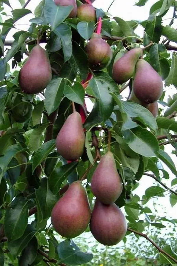 Red_Pear(_Naspati)_Fruit_Plant_(1.5-2_Feet_Height_Pack_Of_1)