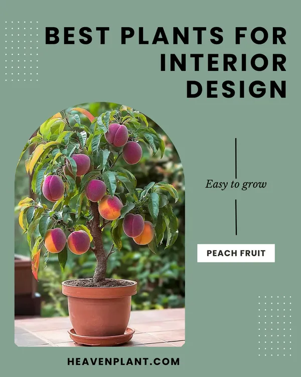 Florida_Prince_Peach_Plant