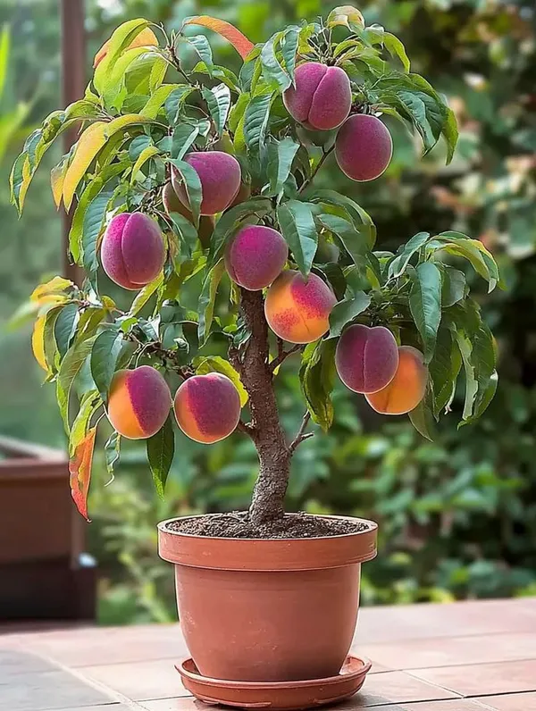 Florida_Prince_Peach_Plant