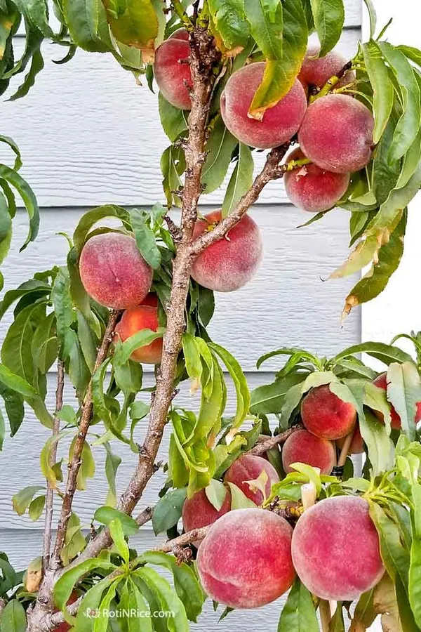 Florida_Prince_Peach_Plant