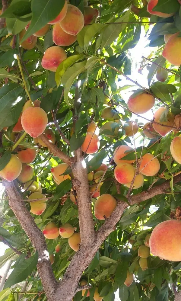 Florida_Prince_Peach_Plant