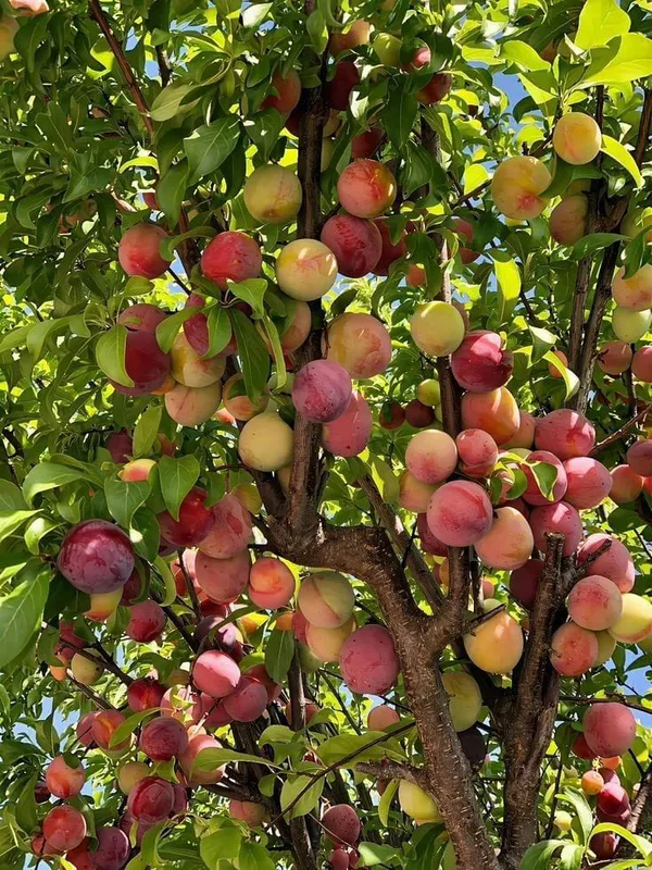 Golden_Glory_Peach_Plant