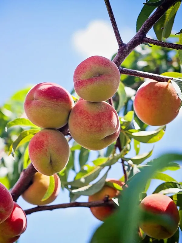 Golden_Glory_Peach_Plant