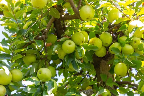 Golden_Grafting_Apple_Plant_I_Hybrid_Plant_(1.5-3_Feet_Height_Pack_Of_1)