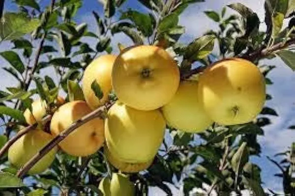 Golden_Grafting_Apple_Plant_I_Hybrid_Plant_(1.5-3_Feet_Height_Pack_Of_1)