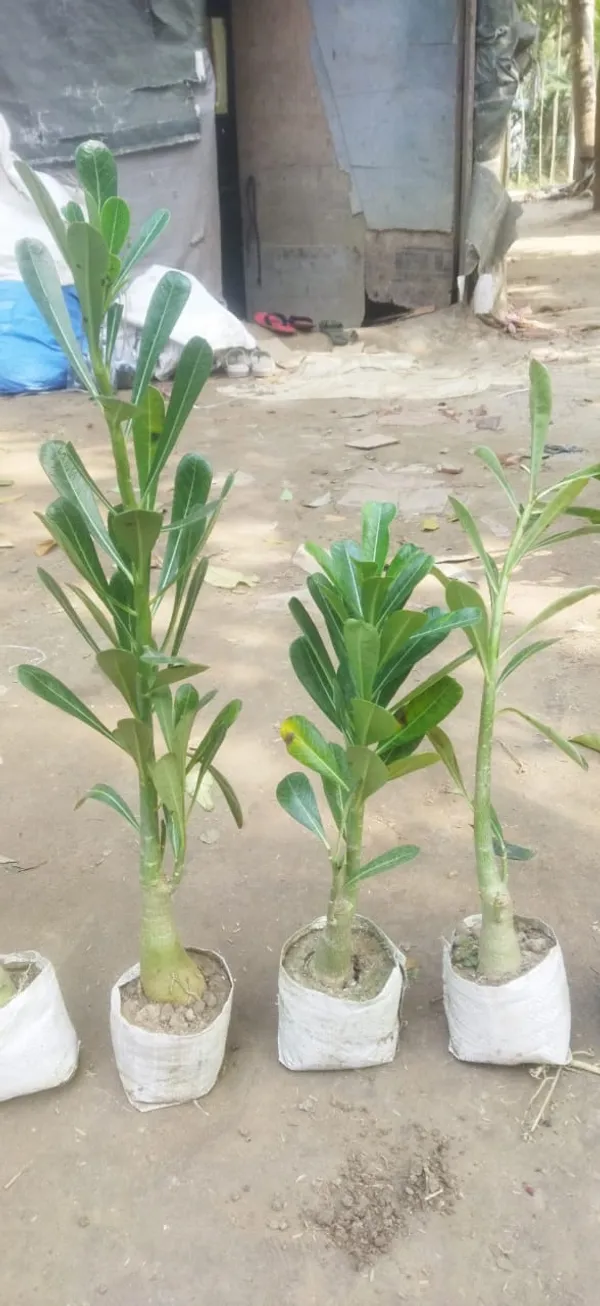 Adenium_Plant_Pack_Of_4_(Hybrid_Seedling_Plant)(1.5-2_Feet_Height_Pack_Of_4)