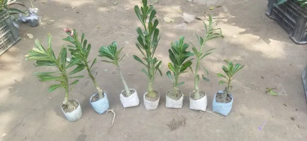 Adenium_Plant_Pack_Of_4_(Hybrid_Seedling_Plant)(1.5-2_Feet_Height_Pack_Of_4)