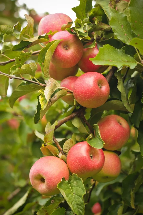 HRMN-99_Apple_Grafded_Plant_Pack_Of-1