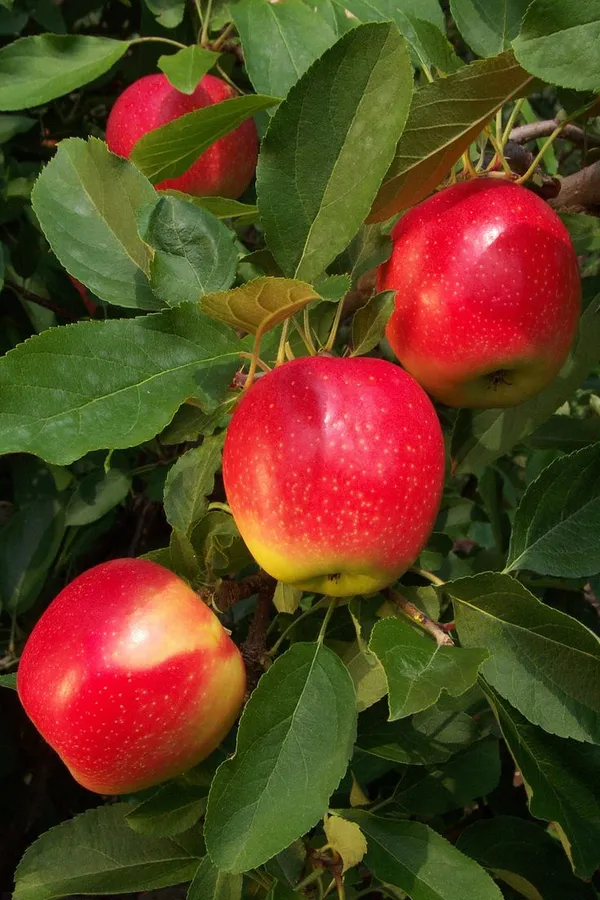 HRMN-99_Apple_Grafded_Plant_Pack_Of-1