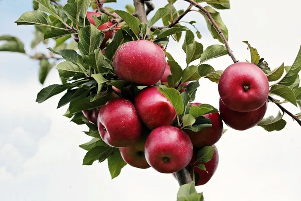 HRMN-99_Apple_Grafded_Plant_Pack_Of-1