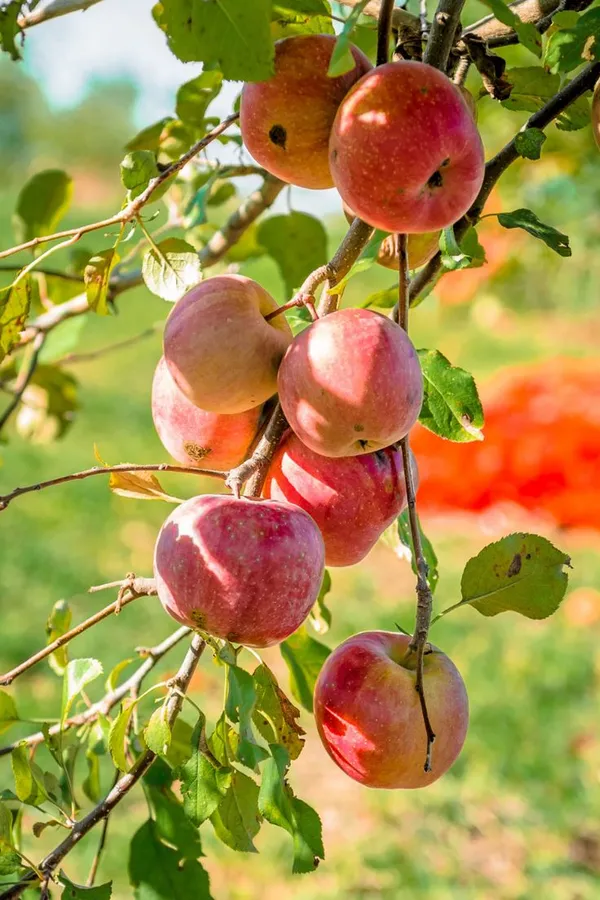 HRMN-99_Apple_Plant_Grafting_Plant