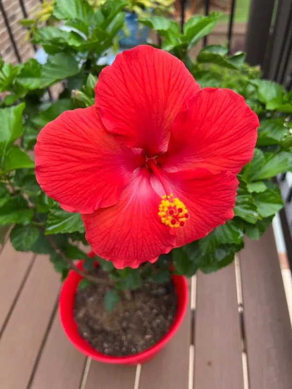 Hibiscus_Flower_Plant_(1.3-5_Hight/Pack_Of-1_)