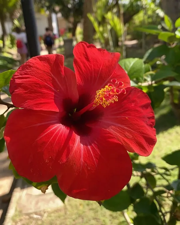 Hibiscus_Flower_Plant_(1.3-5_Hight/Pack_Of-1_)