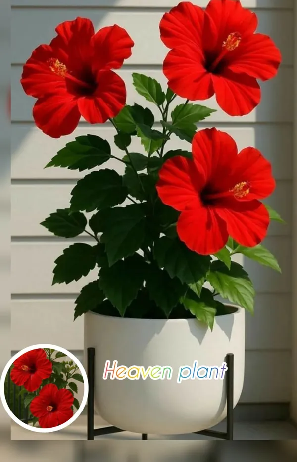 Hibiscus_Flower_Plant_(1.3-5_Hight/Pack_Of-1_)