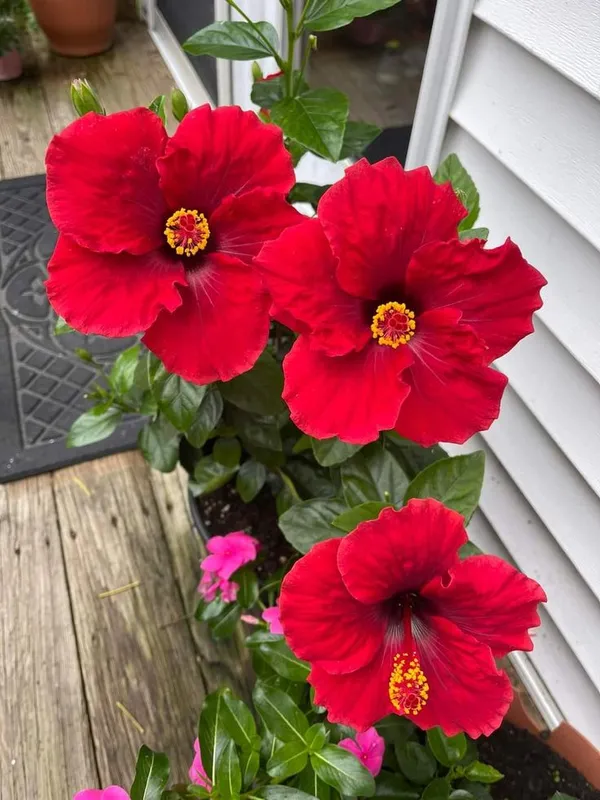 Hibiscus_Flower_Plant_(1.3-5_Hight/Pack_Of-1_)