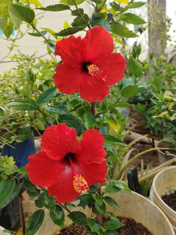 Hibiscus_Flower_Plant_(1.3-5_Hight/Pack_Of-1_)