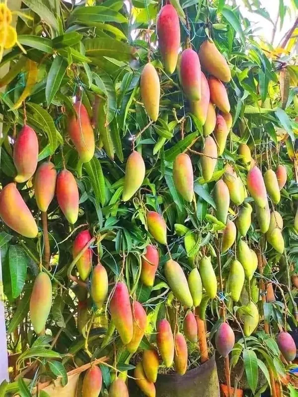 Hibrid_Chili_Lajiao_Mango_Plant_🥭🥭🥭_Grafted_(Pack_Of_1)