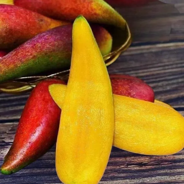 Hibrid_Chili_Lajiao_Mango_Plant_🥭🥭🥭_Grafted_(Pack_Of_1)