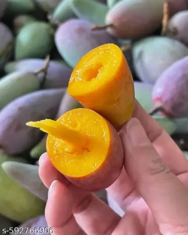 Hibrid_Chili_Lajiao_Mango_Plant_🥭🥭🥭_Grafted_(Pack_Of_1)