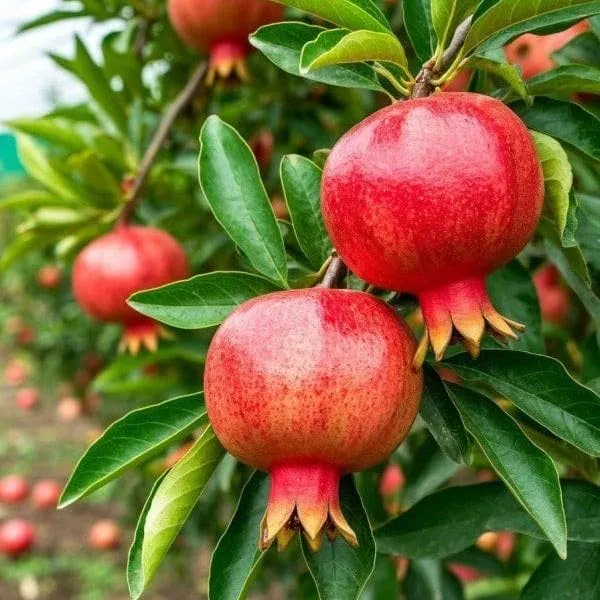 Hibrid_Pomegranate_Plant_(Pack_Of_1)