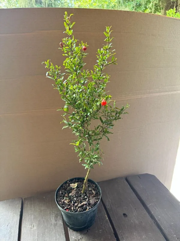 Hibrid_Pomegranate_Plant_(Pack_Of_1)