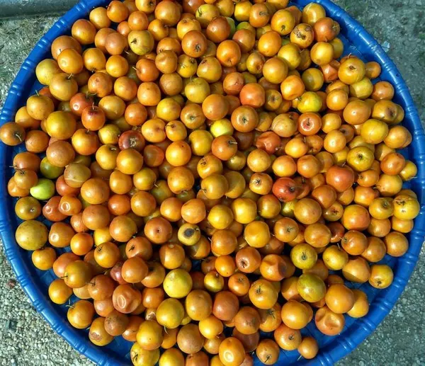 Thai_All_Time_Seedless_Apple_Ber_Plant_(1.5-3_Feet_Height_Pack_Of_1)