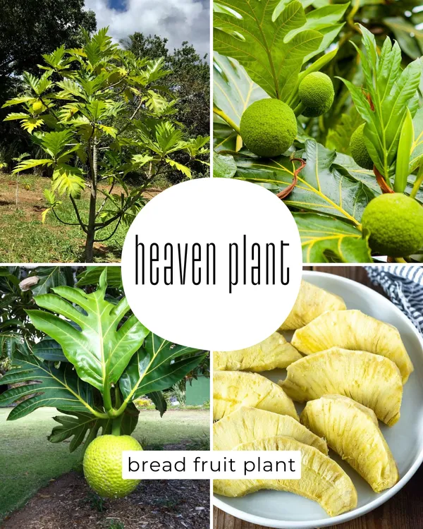 Hybrid_Bread_Fruit_Plant