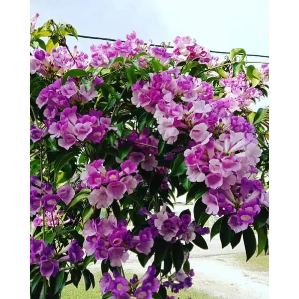 Hybrid_Garlic_Vine_Live_Plant_(1.5-2-Feet_Height_)/Pack_Of-1