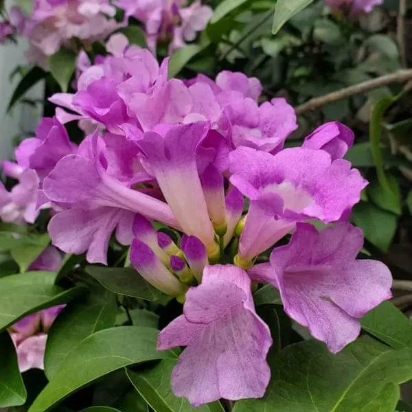 Hybrid_Garlic_Vine_Live_Plant_(1.5-2-Feet_Height_)/Pack_Of-1