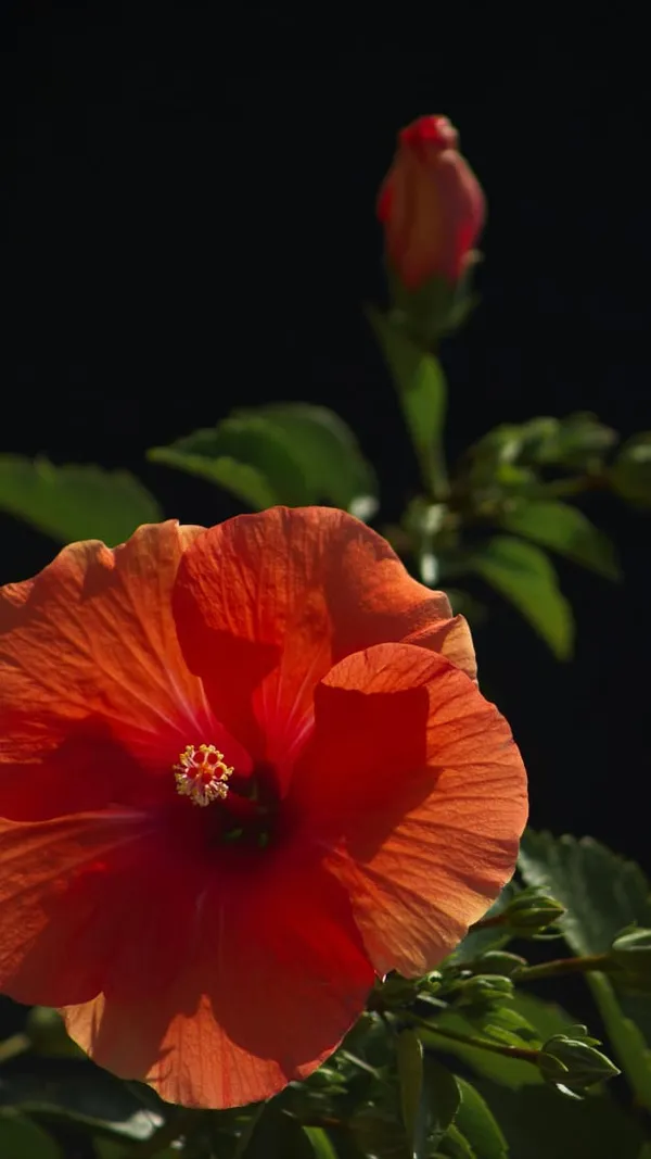 Hybrid_Hibiscus_Flower_Plant_I_Grafted_Plant