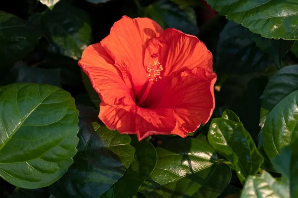 Hybrid_Hibiscus_Flower_Plant_I_Grafted_Plant