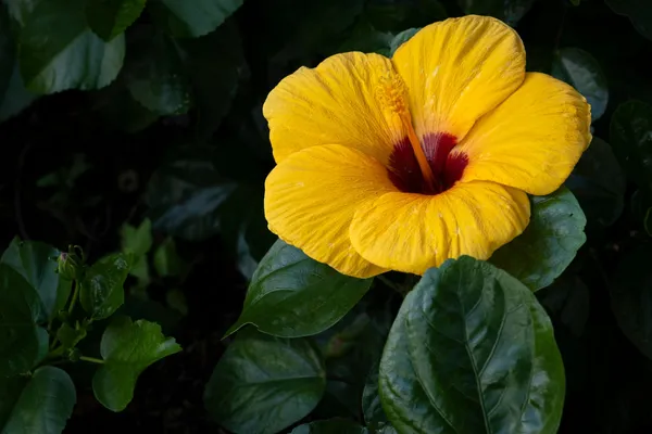 Hybrid_Hibiscus_Flower_Plant_I_Grafted_Plant