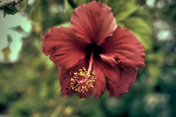 Hybrid_Hibiscus_Flower_Plant_I_Grafted_Plant