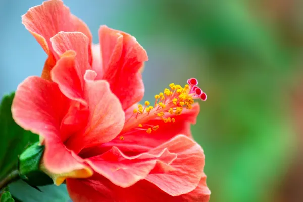 Hybrid_Hibiscus_Flower_Plant_I_Grafted_Plant