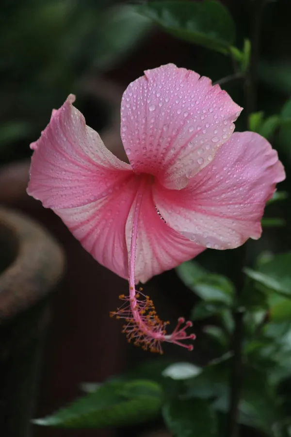Hybrid_Hibiscus_Flower_Plant_I_Grafted_Plant