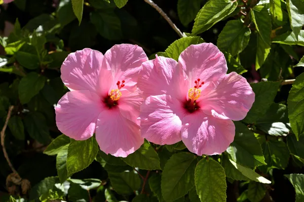Hybrid_Hibiscus_Flower_Plant_I_Grafted_Plant