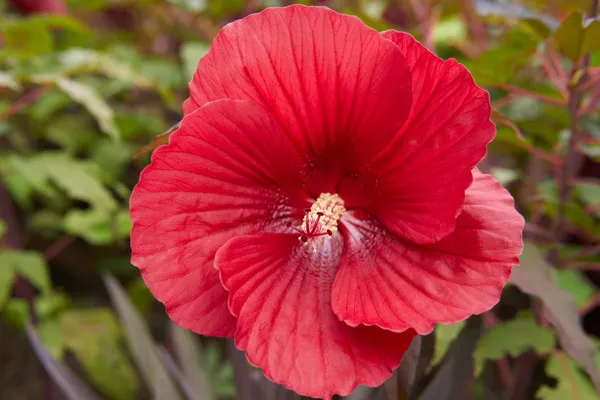Hybrid_Hibiscus_Flower_Plant_I_Grafted_Plant