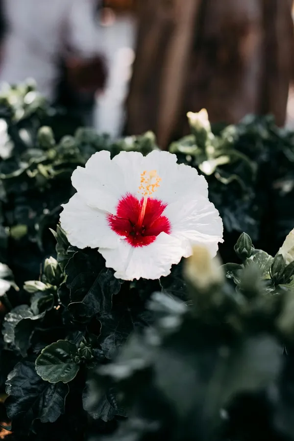 Hybrid_Hibiscus_Flower_Plant_I_Grafted_Plant