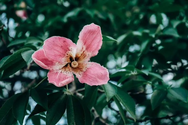 Hybrid_Hibiscus_Flower_Plant_I_Grafted_Plant